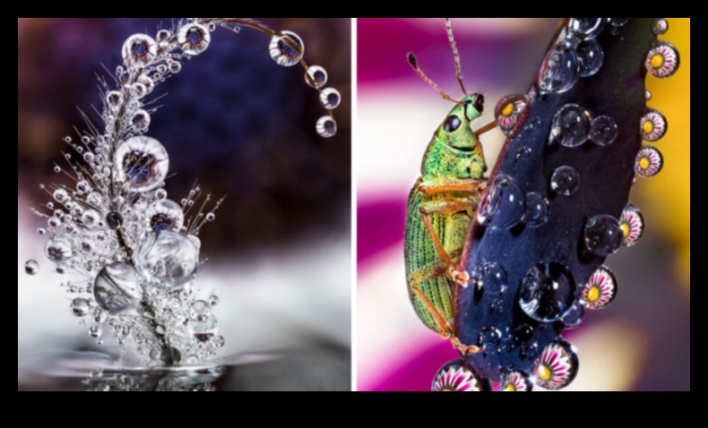 Macro Marvels: Exploring the Tiny Worlds of Photography