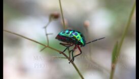 Macro Marvels: Exploring the Tiny Worlds of Photography