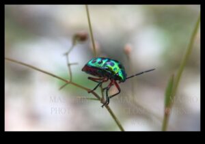 Macro Marvels: Exploring the Tiny Worlds of Photography
