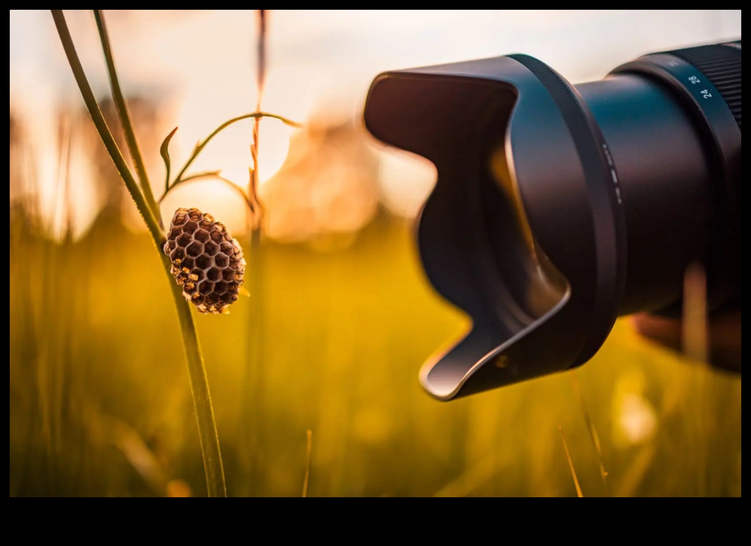 Lens Luminaries: Αποκαλύπτοντας τους Πρωτοπόρους της Επαγγελματικής Φωτογραφίας